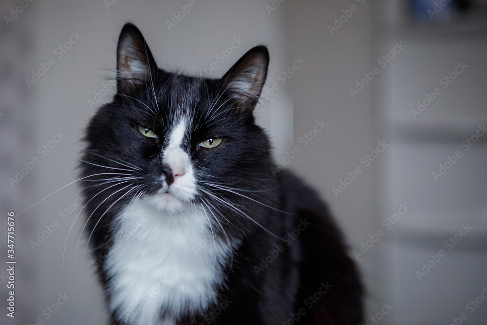 Black and white fluffy cat sits on the floor. Black and white fluffy cat sits on the floor.