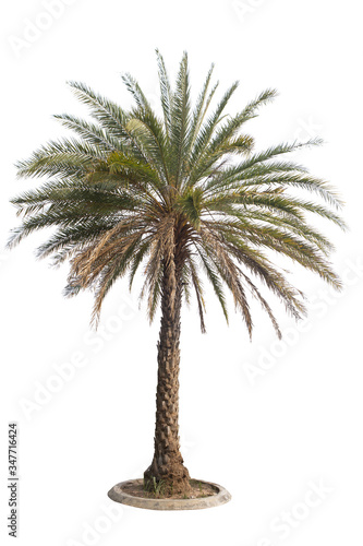 Palm tree isolated on white background. Clipping path.