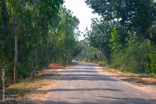 a constructed road between the dark forest