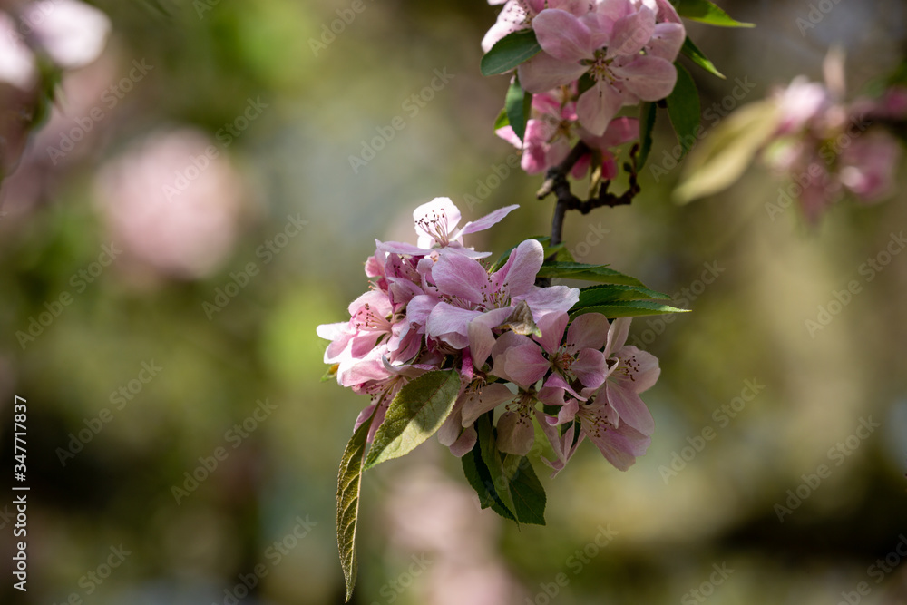 Naklejka premium Blooming tree and leaves in spring
