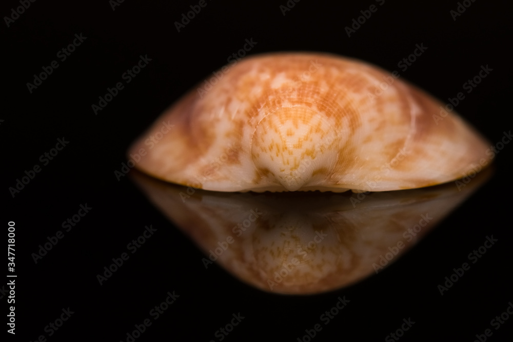 A Beautiful Spotted Seashell Resembling a Bird of Prey Looking at Its Reflection A Beautiful Spotted Seashell Resembling a Bird of Prey Looking at Its Reflection