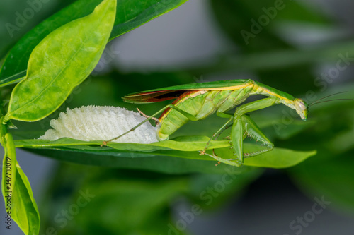 Green praying mantis (Mantodea) laying eggs - wildlife photography