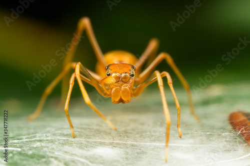 Ant mimicry spider