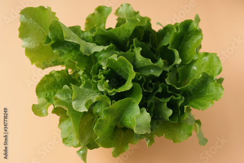 Fototapeta Naklejka Na Ścianę i Meble -  fresh green lettuce