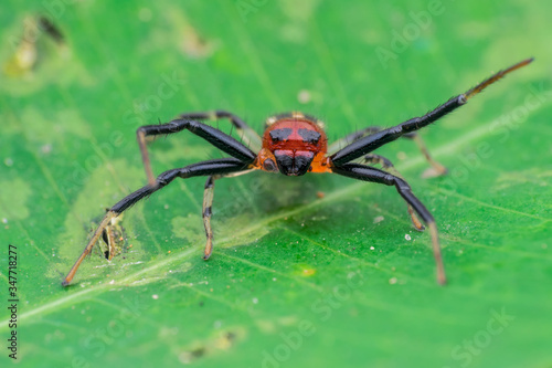 Red Headed Crab Spider - nature marco photography