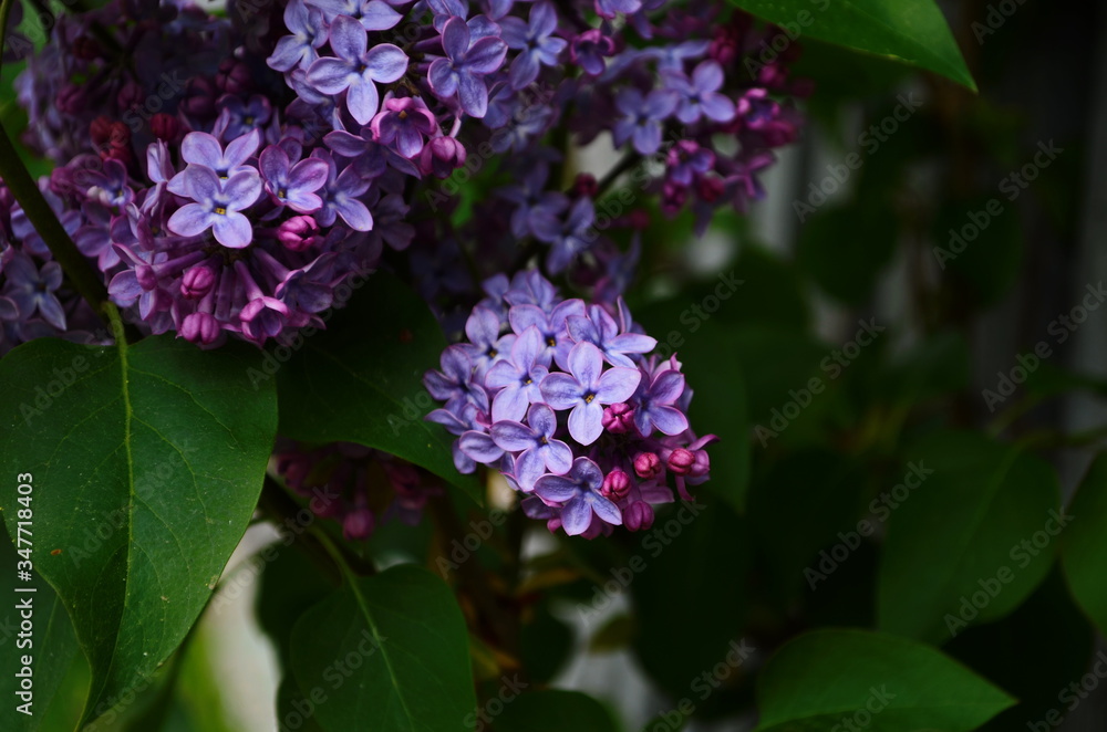 Branch with spring blossoms lilac flowers, blooming floral background.