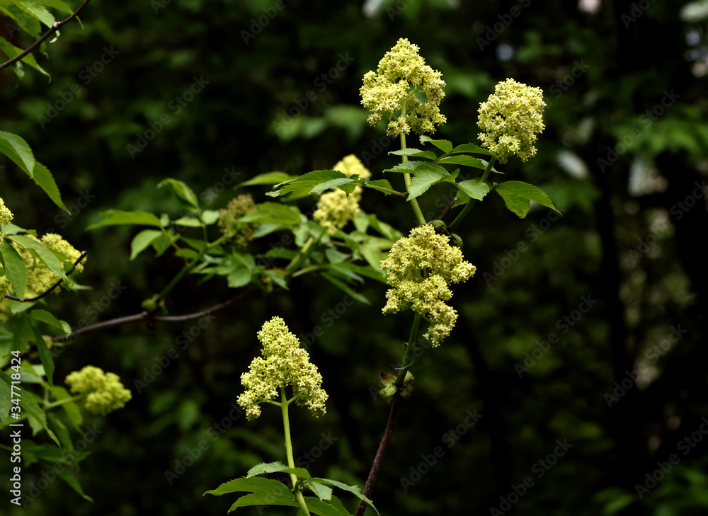 blossoming apple tree blossoming apple tree