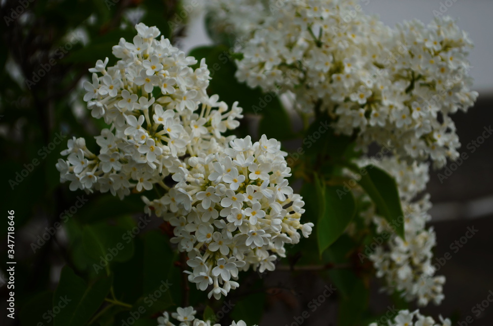 Branch with spring blossoms lilac flowers, blooming floral background. Branch with spring blossoms lilac flowers, blooming floral background.