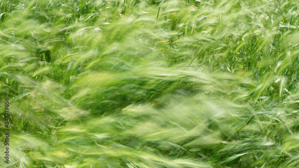 Grass swaying in the wind Grass swaying in the wind