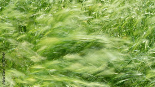Grass swaying in the wind