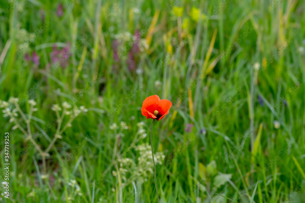 poppy in field with wildflowers poppy in field with wildflowers