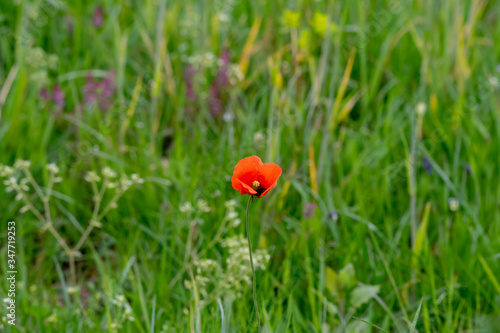 poppy in field with wildflowers