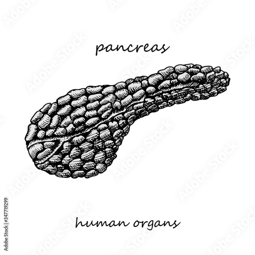 Pancreas. Realistic hand-drawn icon of human internal organs. Engraving art. Sketch style. Design concept for your medical projects post viral rehabilitation posters, tattoos.