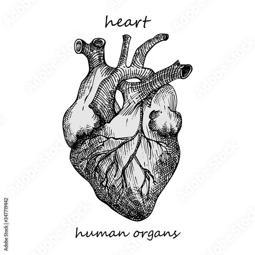 Heart. Realistic hand-drawn icon of human internal organs. Engraving art. Sketch style. Design concept for your medical projects post viral rehabilitation posters, tattoos.