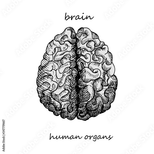 Brain. Realistic hand-drawn icon of human internal organs. Engraving art. Sketch style. Design concept for your medical projects post viral rehabilitation posters, tattoos.