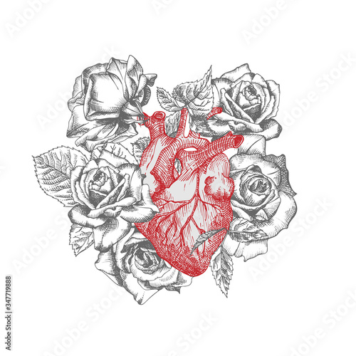 Heart with bouquet roses Realistic hand-drawn icon of human internal organ and flower frame. Engraving art. Sketch style. Design concept for medical projects post viral rehabilitation posters, tattoos
