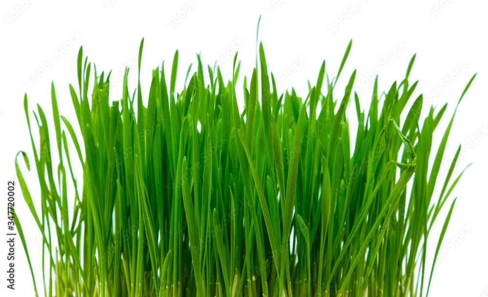 Green blades of grass on the white background Green blades of grass on the white background