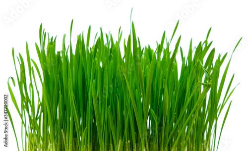 Green blades of grass on the white background
