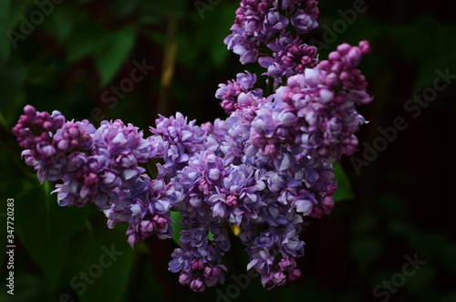 Branch with spring blossoms lilac flowers  blooming floral background.