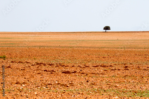 Lone tree in ploughed land near George, South Africa, waiting for the rains to come so the farmer can sow his crop of wheat.