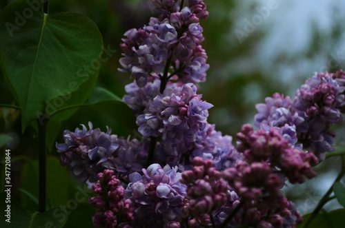 Branch with spring blossoms lilac flowers, blooming floral background.