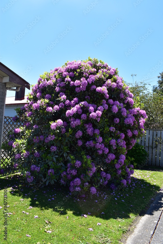 花 花