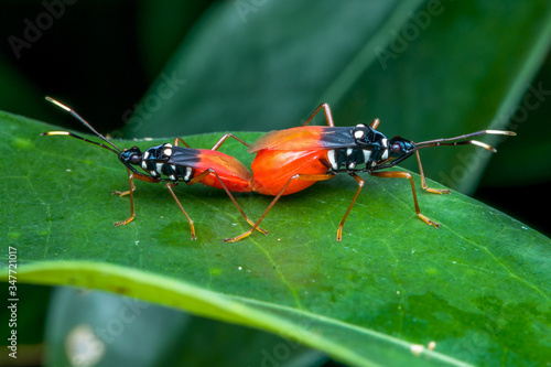 two lovely insects mating -natural marco photography	 photo