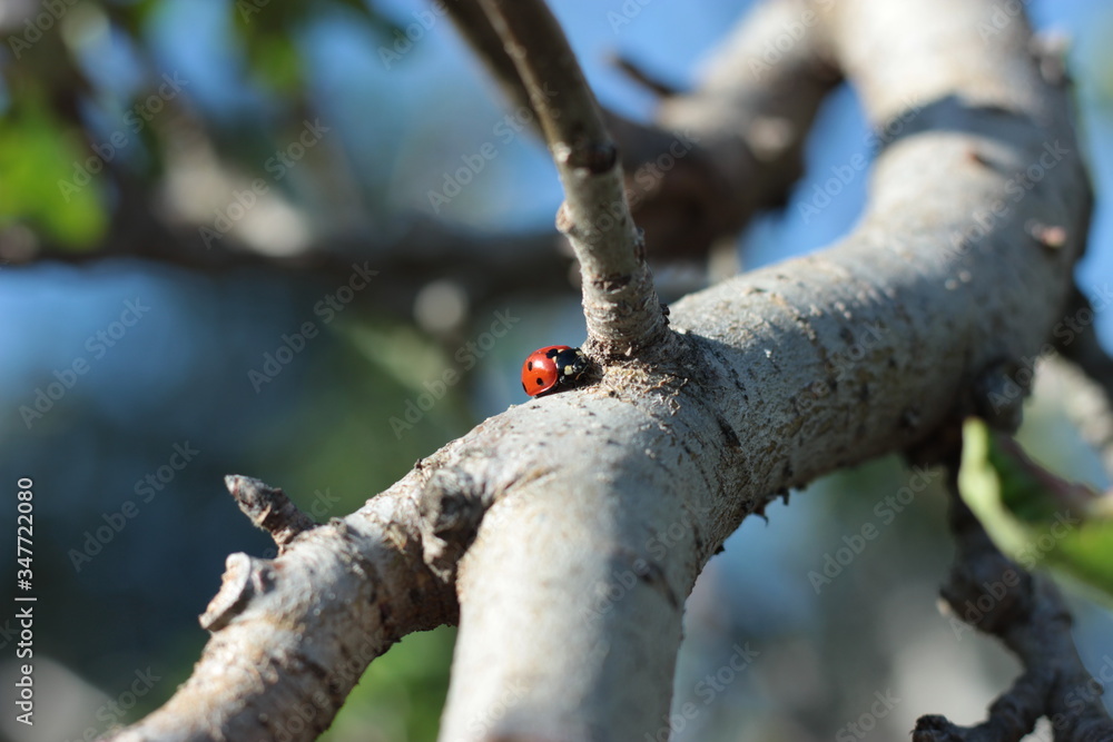 süßer kleiner Käfer krabbelt am Apfelbaum süßer kleiner Käfer krabbelt am Apfelbaum