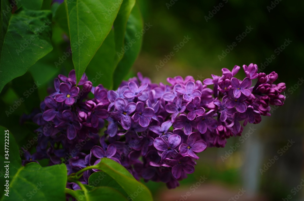 Branch with spring blossoms lilac flowers, blooming floral background. Branch with spring blossoms lilac flowers, blooming floral background.