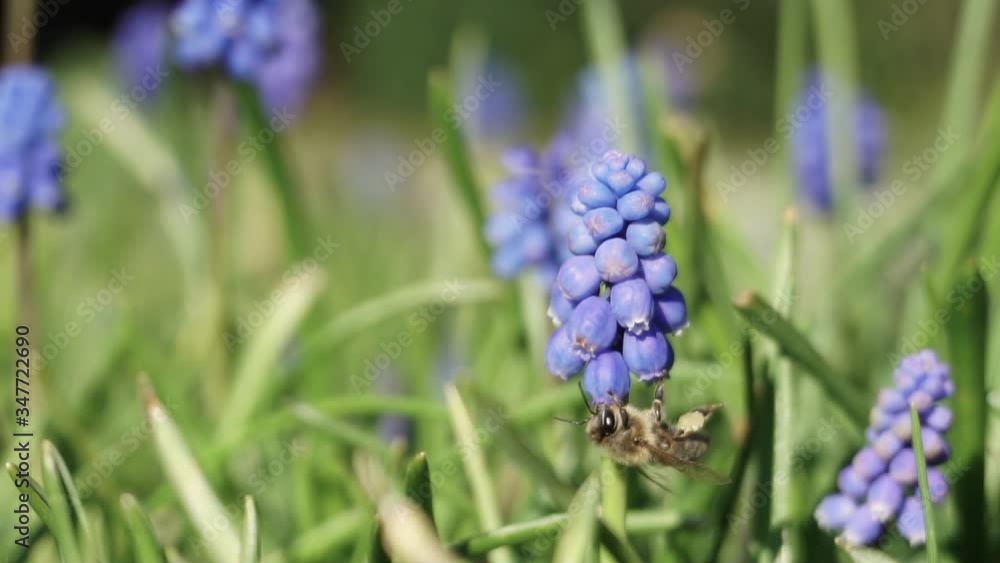 Beautiful bee on Common grape hyacinth flower, Muscari botryoides, spring meadow 60FPS Beautiful bee on Common grape hyacinth flower, Muscari botryoides, spring meadow 60FPS