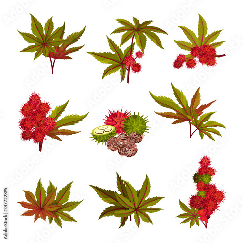 Ricinus or Castor Oil Plant with Green Palmate Leaves and Red Fruit Vector Set