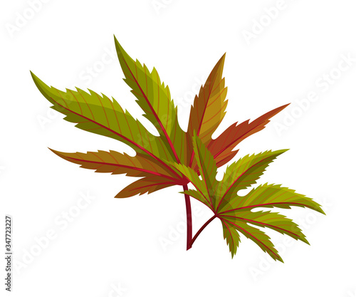 Castor Plant Green Fibrous Palmate Leaves Vector Illustration