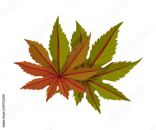 Castor Plant Green Fibrous Palmate Leaves Vector Illustration
