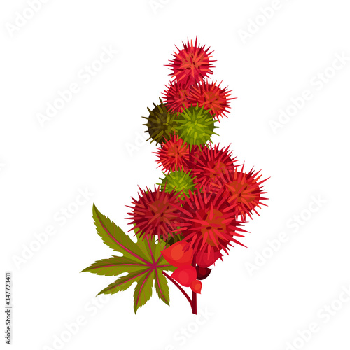Ricinus or Castor Oil Plant with Green Palmate Leaves and Red Fruit Vector Illustration