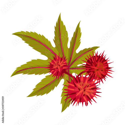 Ricinus or Castor Oil Plant with Green Palmate Leaves and Red Fruit Vector Illustration