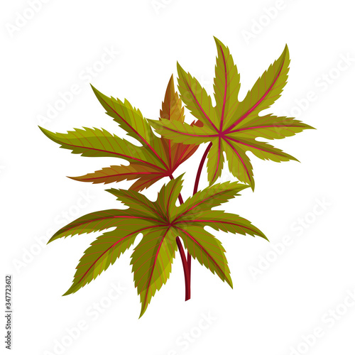 Castor Plant Green Fibrous Palmate Leaves Vector Illustration