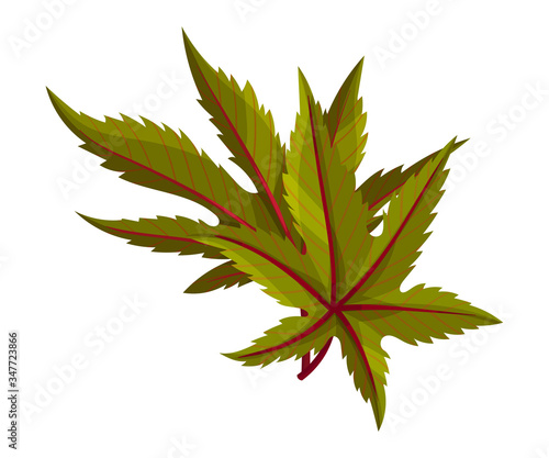 Castor Plant Green Fibrous Palmate Leaves Vector Illustration