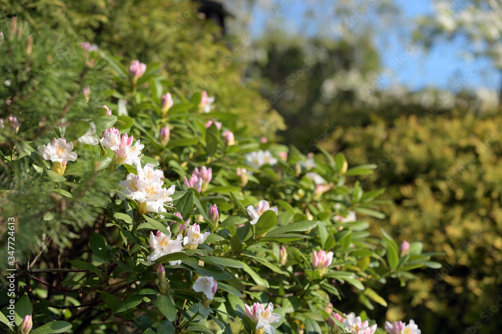 Fototapeta premium Big azalea or rhododendron in garden