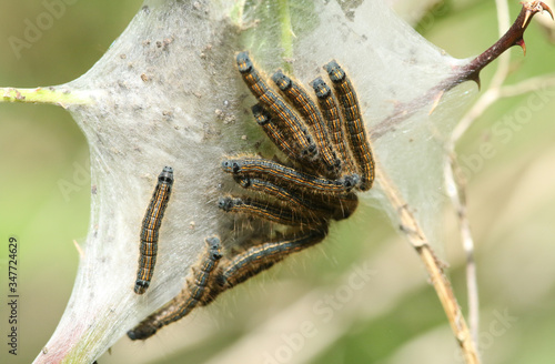 A group of Lackey Moth Caterpillar, Malacosoma neustria, resting on their web in a Bramble bush in spring in the UK. photo