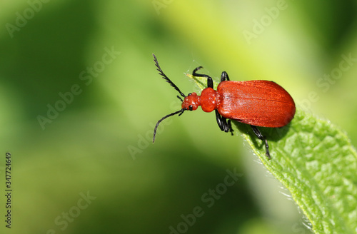 A stunning Red-headed Cardinal Beetle, Pyrochroa serraticornis, perched on the tip of a leaf in springtime.