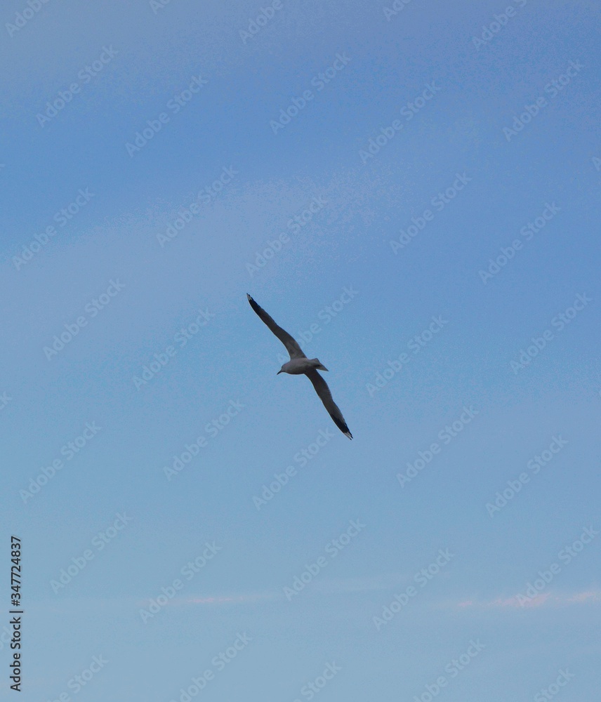 seagull in flight