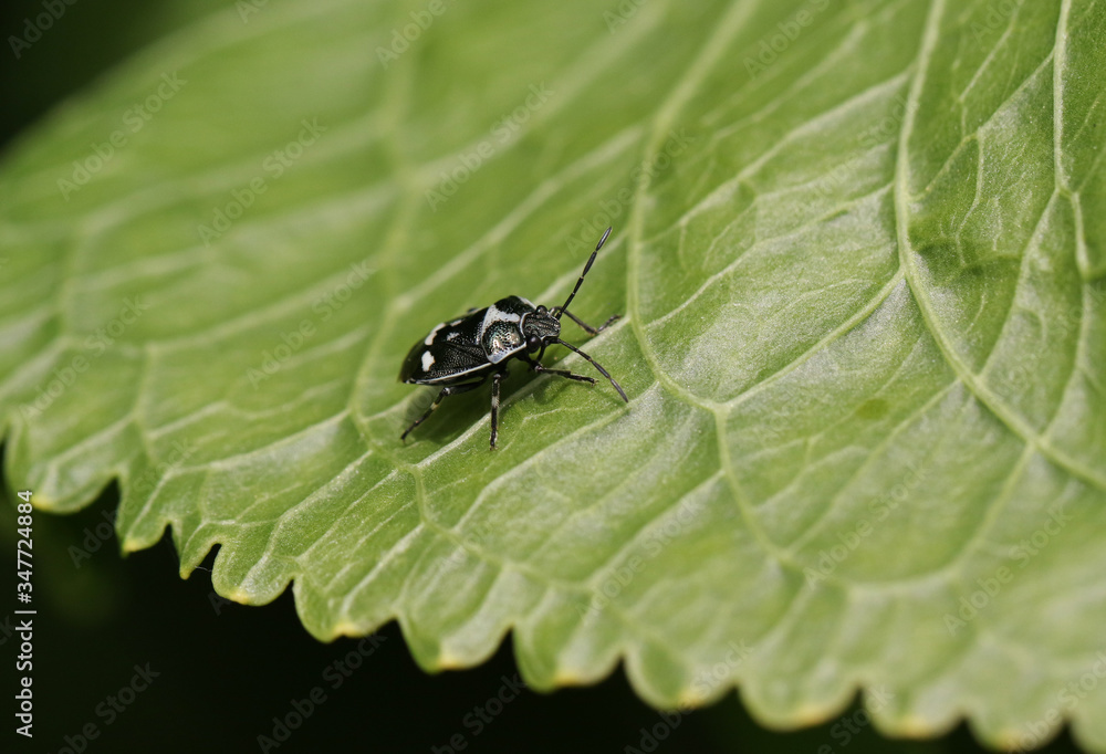 A pretty Brassica Shieldbug, Eurydema oleracea, perching on a Horseradish plant leaf in the springtime in the UK. A pretty Brassica Shieldbug, Eurydema oleracea, perching on a Horseradish plant leaf in the springtime in the UK.