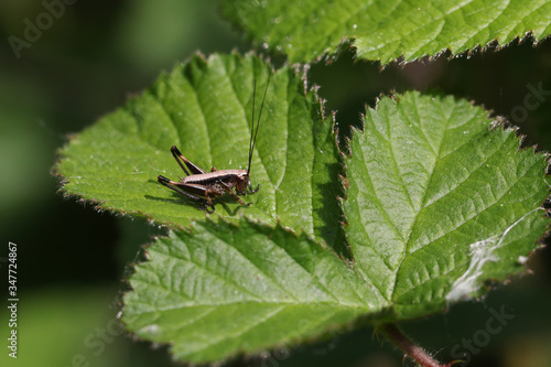 A tiny Dark bush-Cricket nymph, Pholidoptera griseoaptera, perching on a bramble leaf in springtime.
