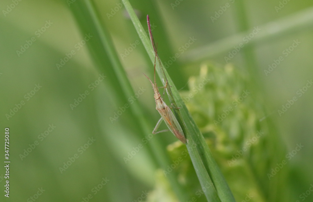 A small Grass Bug, Leptopterna dolabrata, walking up a blade of grass in a meadow in the UK. A small Grass Bug, Leptopterna dolabrata, walking up a blade of grass in a meadow in the UK.
