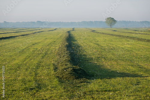 Grassland with raked mown grass for haymaking photo