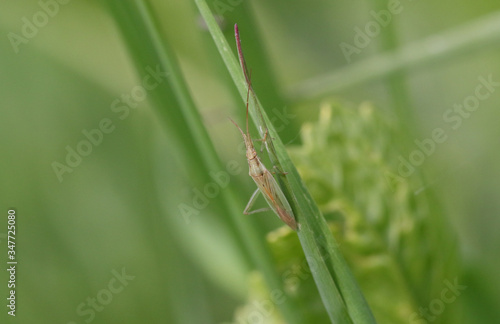 A small Grass Bug, Leptopterna dolabrata, walking up a blade of grass in a meadow in the UK.