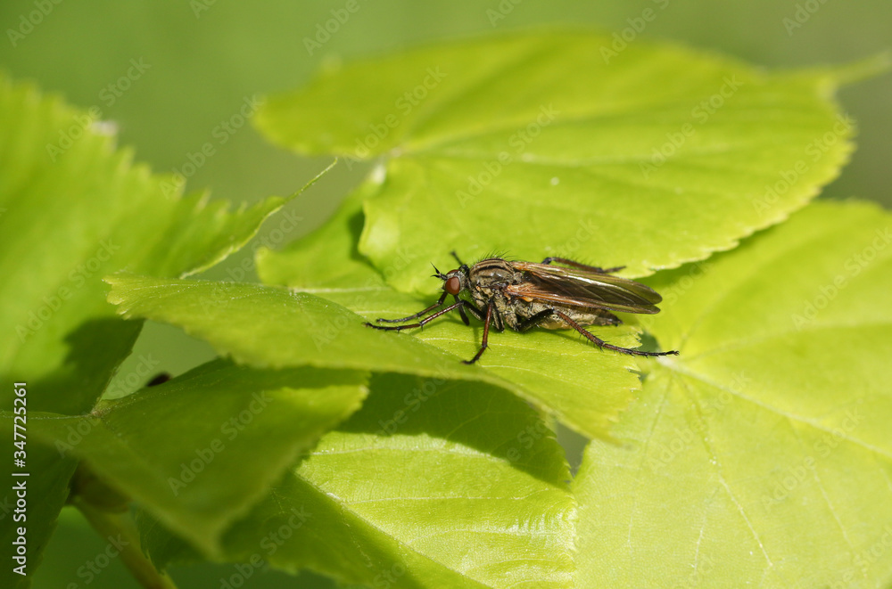 A Dagger Fly, Empis tessellata, resting on a leaf warming in the morning sunshine. A Dagger Fly, Empis tessellata, resting on a leaf warming in the morning sunshine.