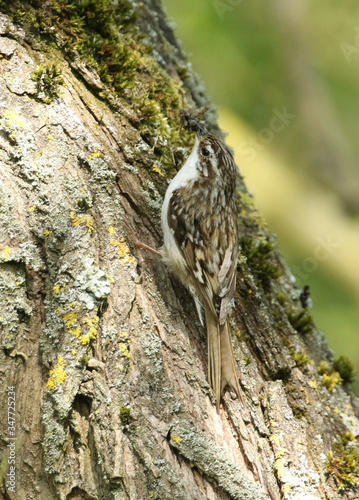 A beautiful Treecreeper, Certhia familiaris, perching on the side of a tree with a beak full of insects which it is going to feed to its babies in a nest nearby.