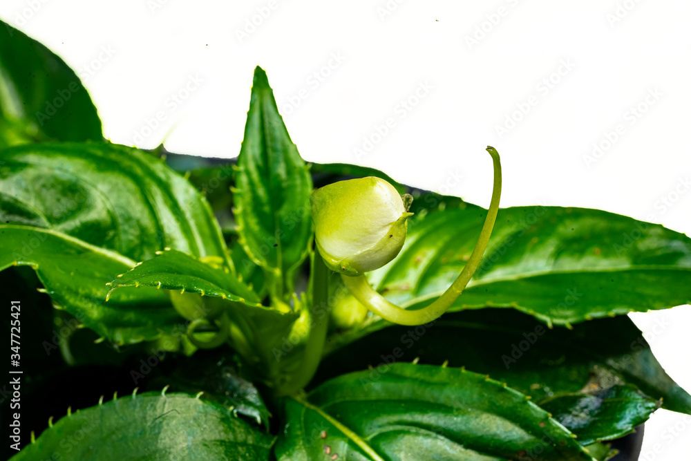 Impatien Neuguinea