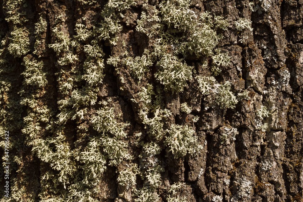 Fototapeta premium Oak bark texture is covered with moss